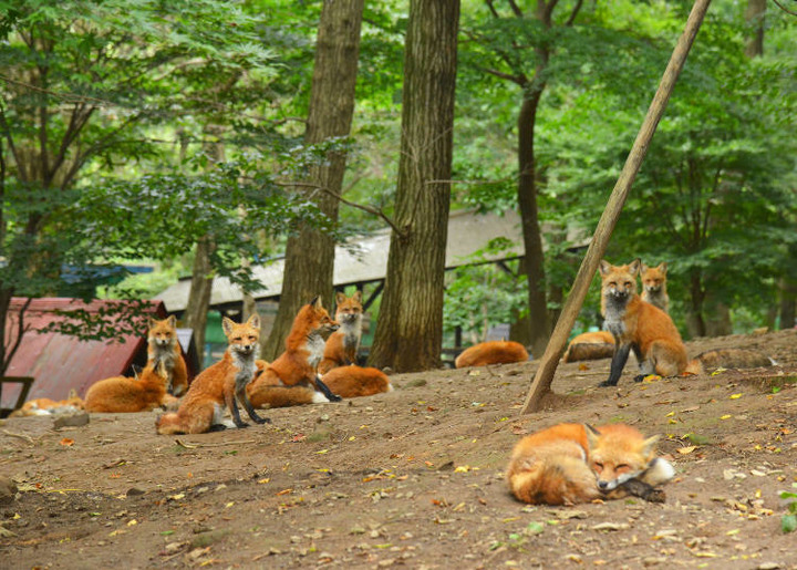 日本東北「藏王狐狸村」交通方式、推薦季節、抱狐狸體驗