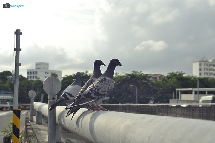 36年廣角變焦鏡【SIGMA ZOOM γ-Ⅱ 21-35mm f/3.5-4.2】