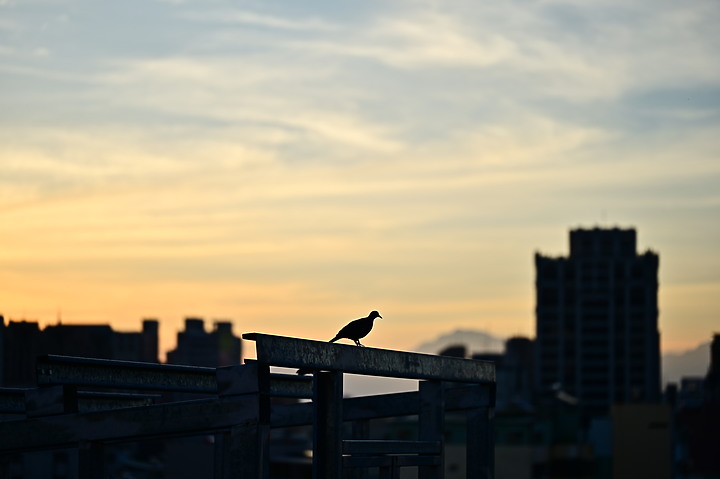 點我看大圖 Nikon MC 105mm F2.8 S開箱先拍鳥,幾乎無紫邊,讓拍攝上多更多的精采與美妙。