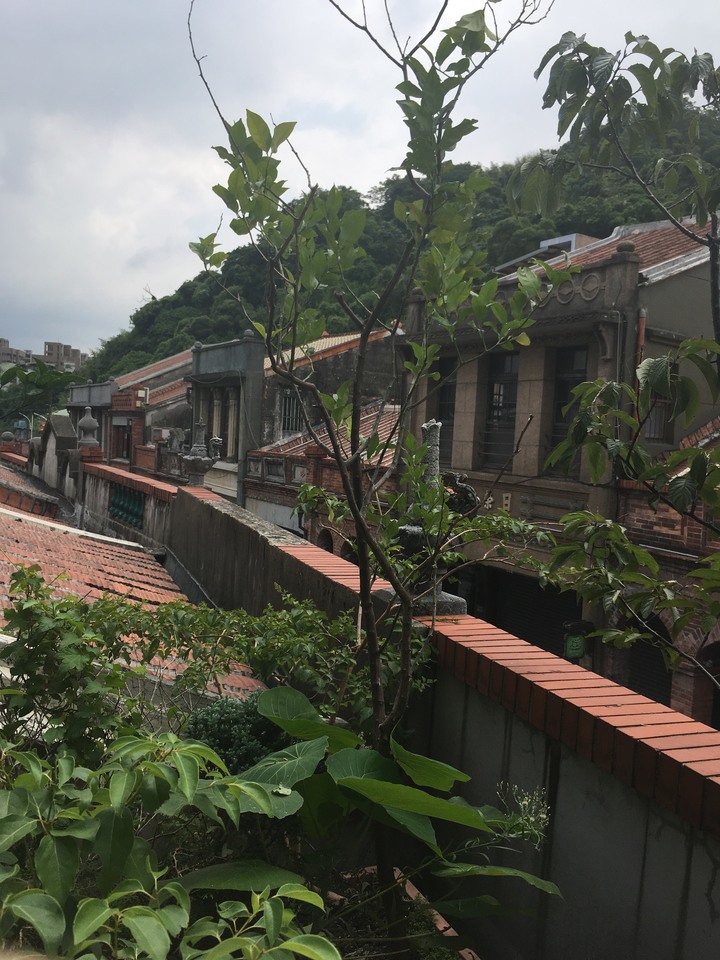 經過十年的努力,我家已經樹滿為患...有人要的可以來自取,地點在三峽老街