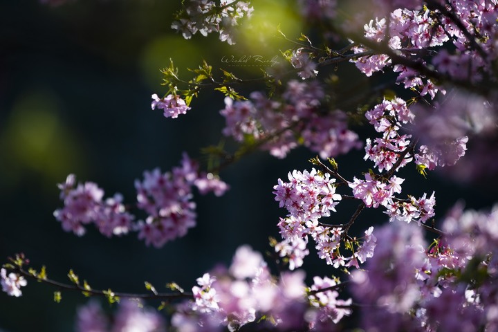 小黑Z (NIKKOR Z 70-200mm f/2.8 VR S) 與我同行的一年