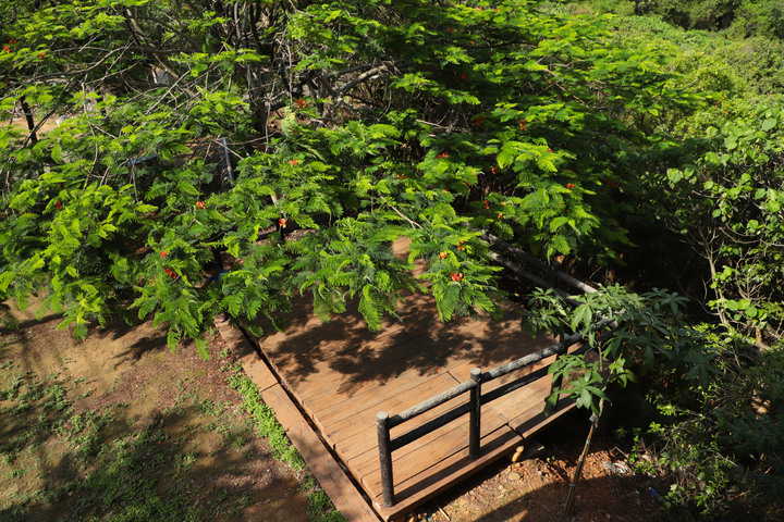 S步道|彰化|楓坑桐花步道|桐花綠樹瞭望田野|芬園鄉