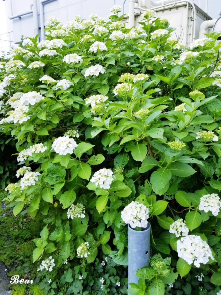 分享 今年梅雨季盛開的紫陽花
