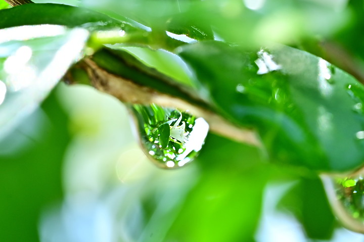 點我看大圖 Nikon MC 105mm F2.8 S開箱先拍鳥,幾乎無紫邊,讓拍攝上多更多的精采與美妙。