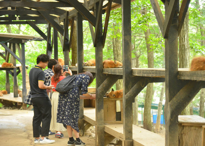 日本東北「藏王狐狸村」交通方式、推薦季節、抱狐狸體驗