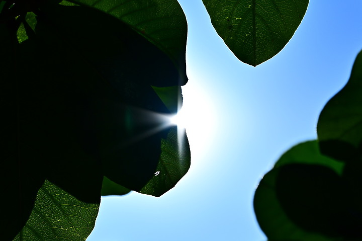 點我看大圖 Nikon MC 105mm F2.8 S開箱先拍鳥,幾乎無紫邊,讓拍攝上多更多的精采與美妙。