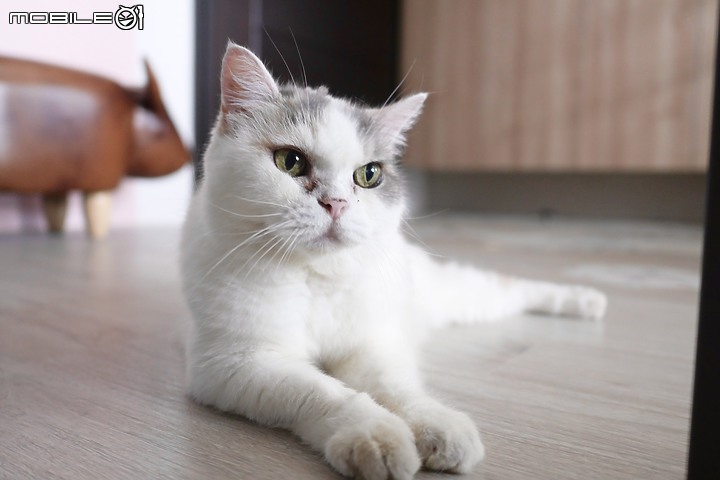 【開箱】2大1小+2貓的清新北歐風 幸福小宅