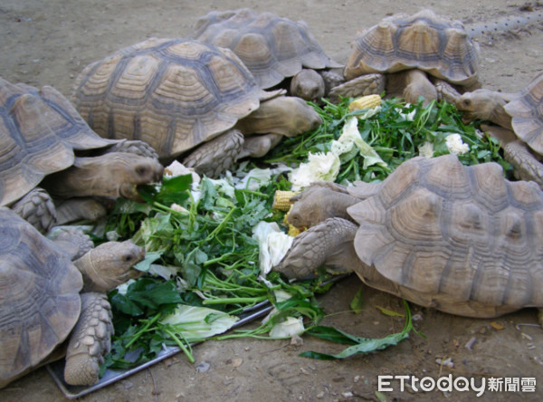 LIVE/世界前3大!偷窺象龜疫情期間生活壽山動物園直播給你看