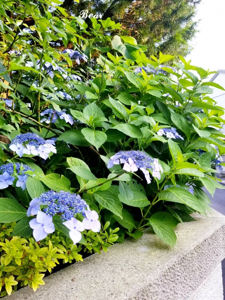 分享 今年梅雨季盛開的紫陽花