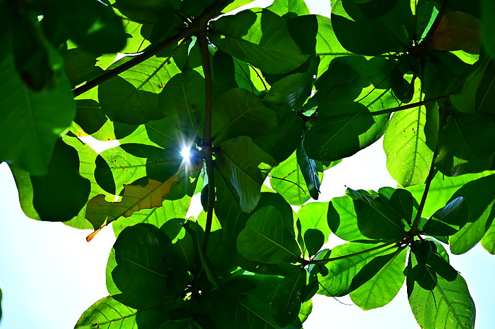 點我看大圖 Nikon MC 105mm F2.8 S開箱先拍鳥,幾乎無紫邊,讓拍攝上多更多的精采與美妙。