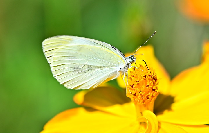 點我看大圖 Nikon MC 105mm F2.8 S開箱先拍鳥,幾乎無紫邊,讓拍攝上多更多的精采與美妙。