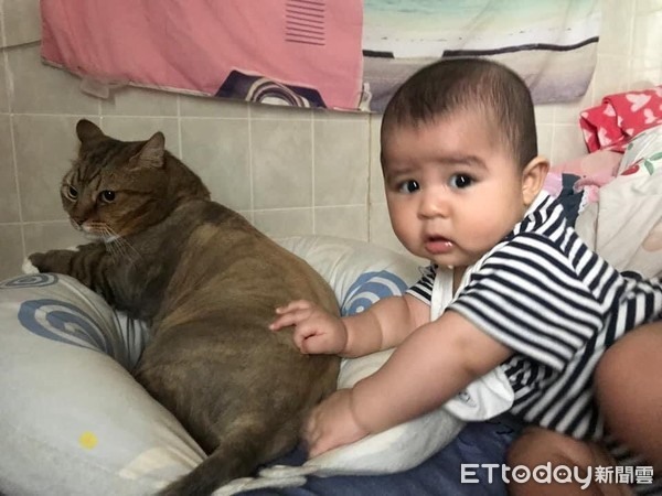 白手套「巨型貓保母」溫柔顧嫩嬰全身放鬆任寶寶躺