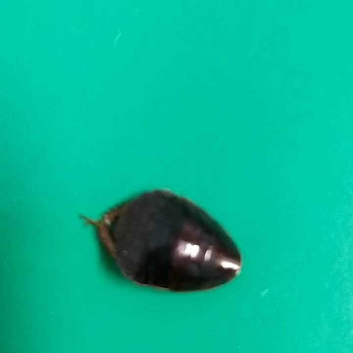 蟲蟲危機求解...家中莫名出現的昆蟲!?