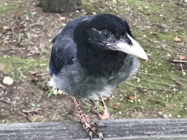 請問這是什麼鳥？