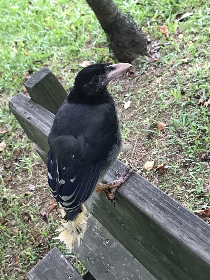 請問這是什麼鳥？