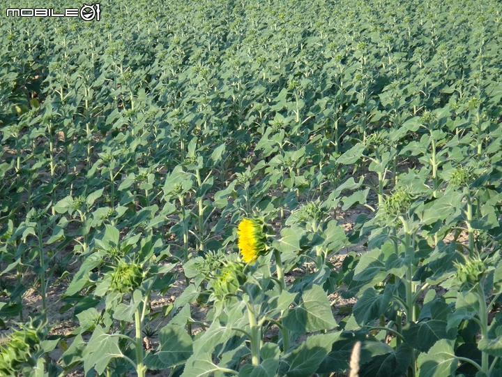 【獨．行】：2013年｜一個女生「西班牙800公里」朝聖之旅（18）