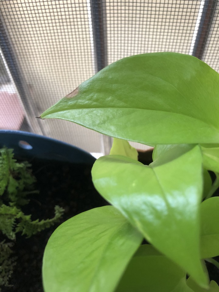 黃金葛葉尖發黑