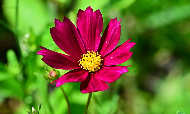 點我看大圖 Nikon MC 105mm F2.8 S開箱先拍鳥,幾乎無紫邊,讓拍攝上多更多的精采與美妙。