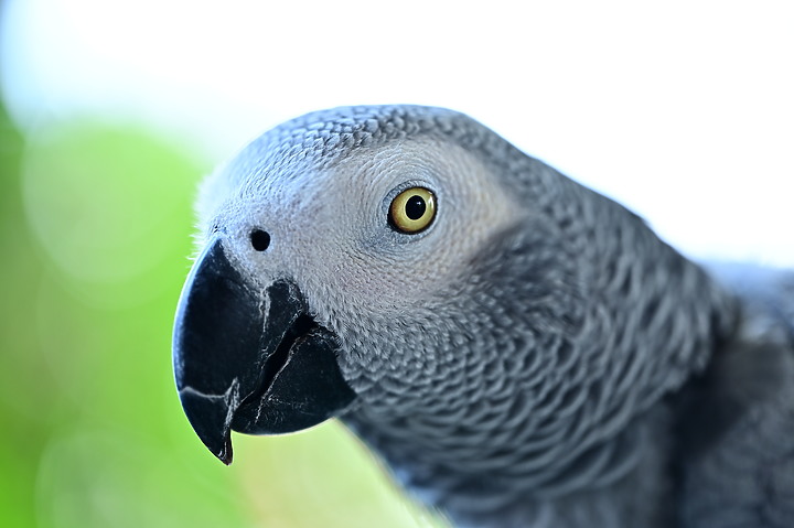 點我看大圖 Nikon MC 105mm F2.8 S開箱先拍鳥,幾乎無紫邊,讓拍攝上多更多的精采與美妙。