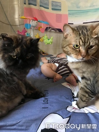 白手套「巨型貓保母」溫柔顧嫩嬰全身放鬆任寶寶躺