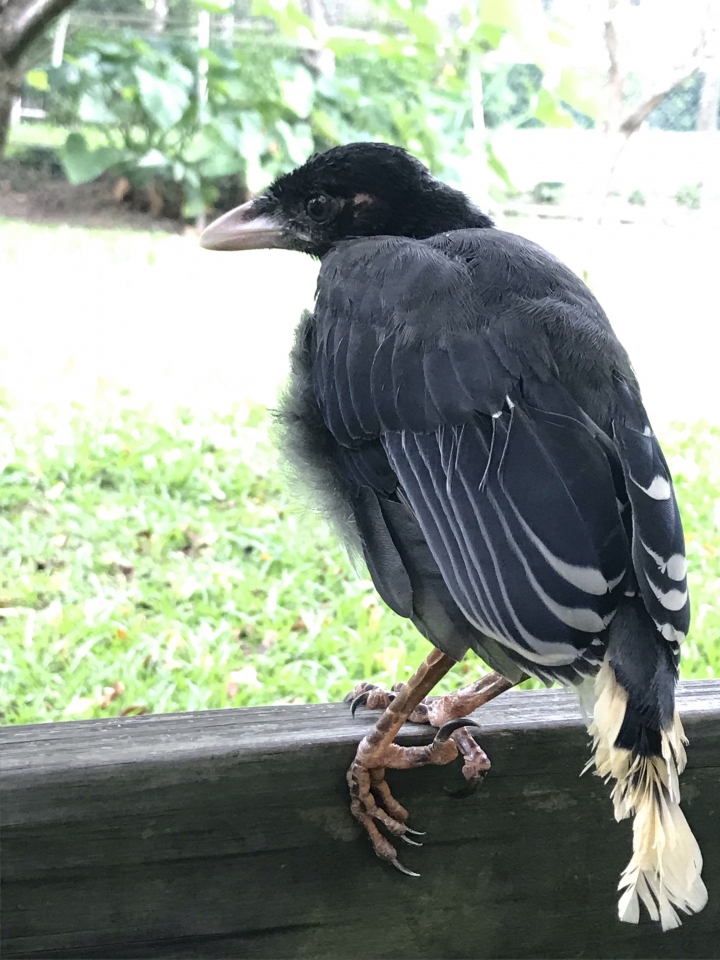 請問這是什麼鳥？