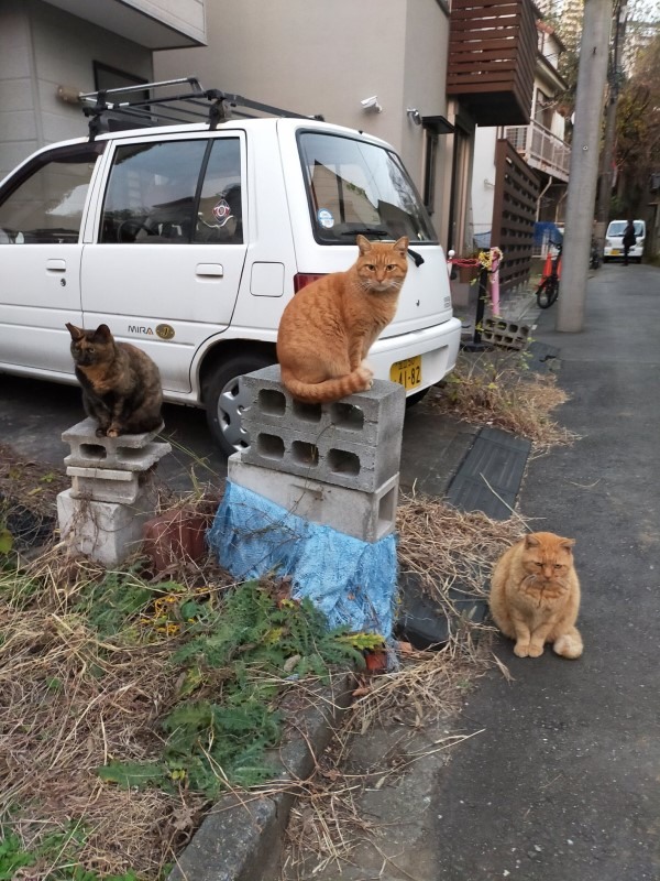 路遇浪貓坐「頒獎台」網一看笑:第三名的臉很臭!