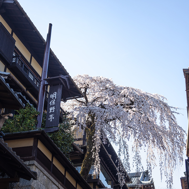 【A7RIV】2021京都的生活 春