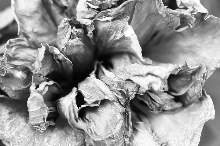 點我看大圖 Canon RF 100mm f/2.8L Macro IS USM 評測報告|散景風格任你變 微距能力傲視同級!