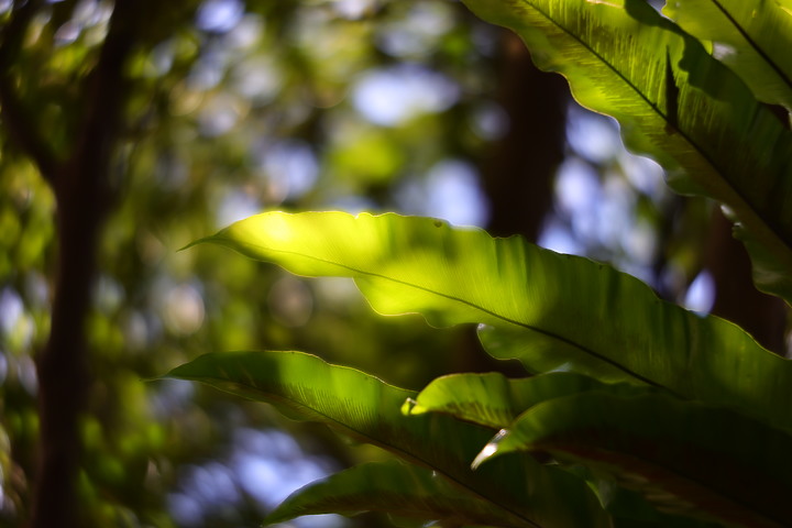 Canon RF 100mm f/2.8L Macro IS USM 評測報告｜散景風格任你變 微距能力傲視同級！
