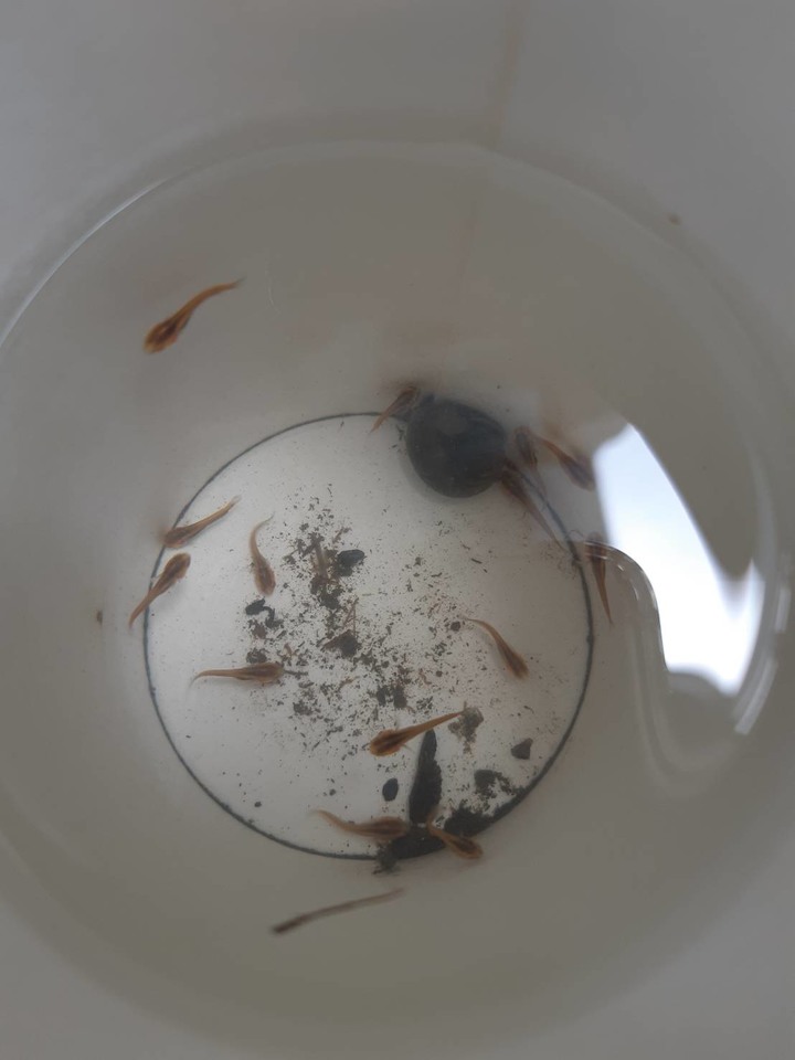 這問這是什麼魚呢??在田裡撈到的幼魚,會聚在一起游動,希望有人可以幫忙解答一下