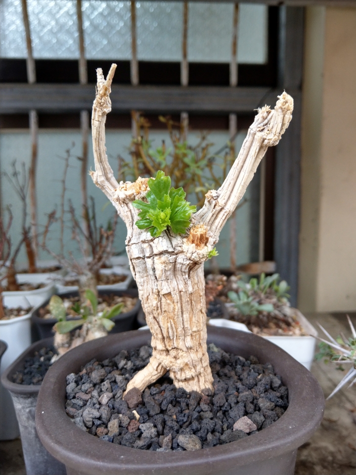 現地管理発根済】Commiphora kua sp. gowlello 18 コミフォラ