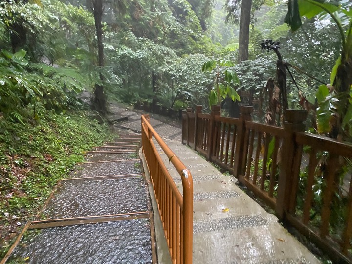 桃園復興｜東眼山自導式步道．自然生態豐富，享受柳杉林的沐浴