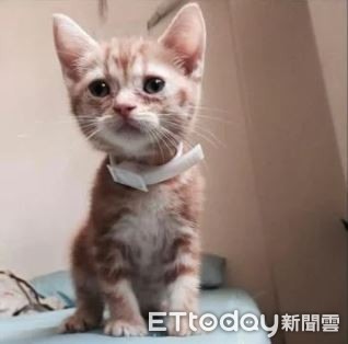 6年前打工養活病重貓!6年後患憂鬱症「想不開被牠救回」漸痊癒