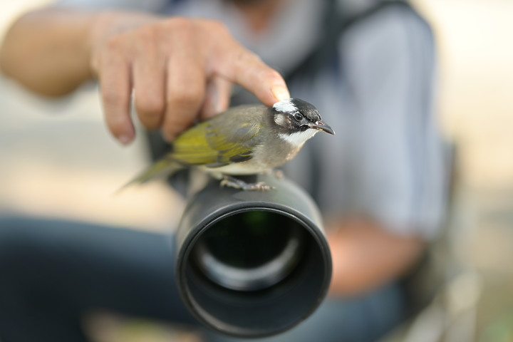 點我看大圖 Nikon Z fc+600mm+1.4X長喙天蛾,非常親近人的白頭翁亂入。