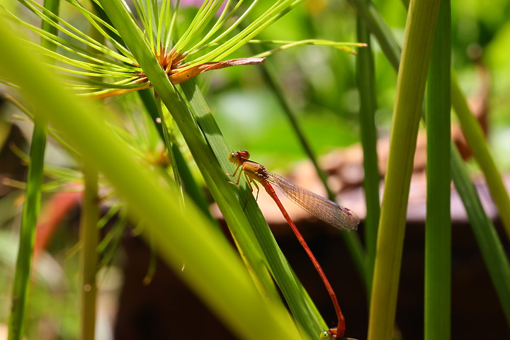 點我看大圖 Canon RF 100mm f/2.8L Macro IS USM 評測報告|散景風格任你變 微距能力傲視同級!