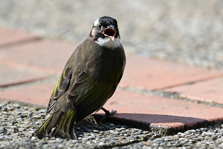 點我看大圖 Nikon Z fc+600mm+1.4X長喙天蛾,非常親近人的白頭翁亂入。