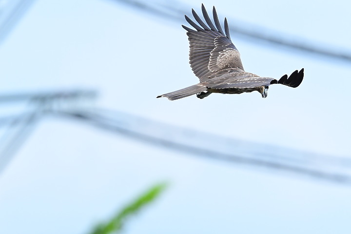 Nikon Z fc+600mm+1.4X與Z7II記錄15隻老鷹，並介紹屏鵝公路新埤與潮州交界處，新建往沿山公路聯絡道。