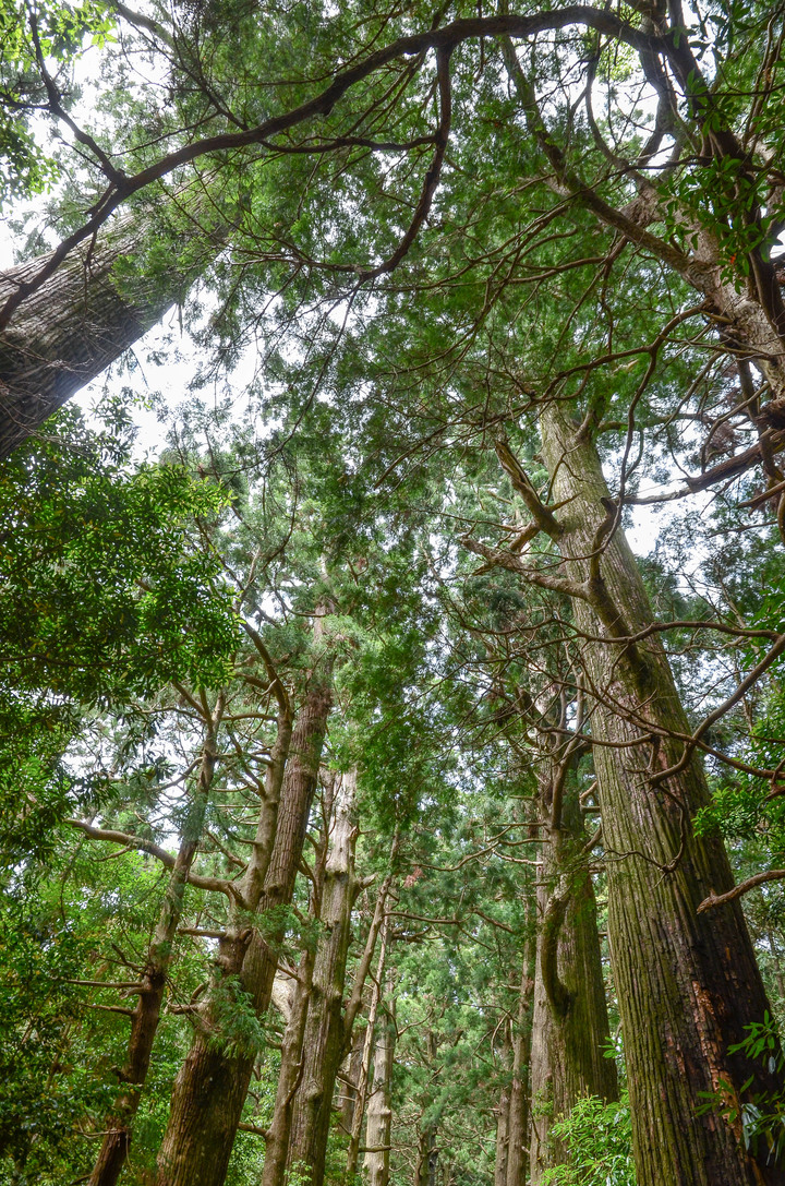 紀伊半島自駕遊-世界遺產巡禮2/4(本州最南端、潮岬、熊野古道、那智瀑布、日本第一大鳥居、伊勢神宮、夫妻岩)