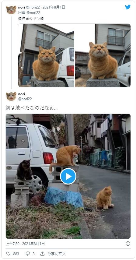 路遇浪貓坐「頒獎台」網一看笑:第三名的臉很臭!