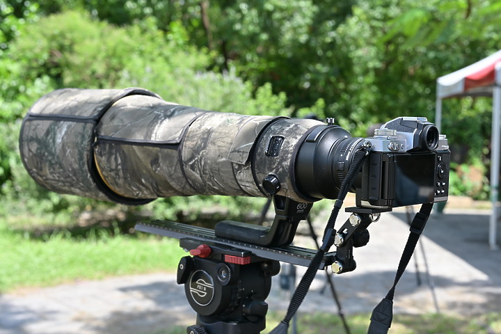 點我看大圖 Nikon Z fc+600mm+1.4X長喙天蛾,非常親近人的白頭翁亂入。