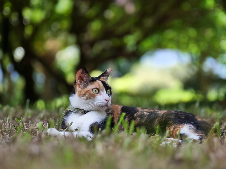 Panasonic GH5 II + Leica DG 25-50mm f/1.7 評測報告|導入 6.5 級防手震 直播流程再簡化!