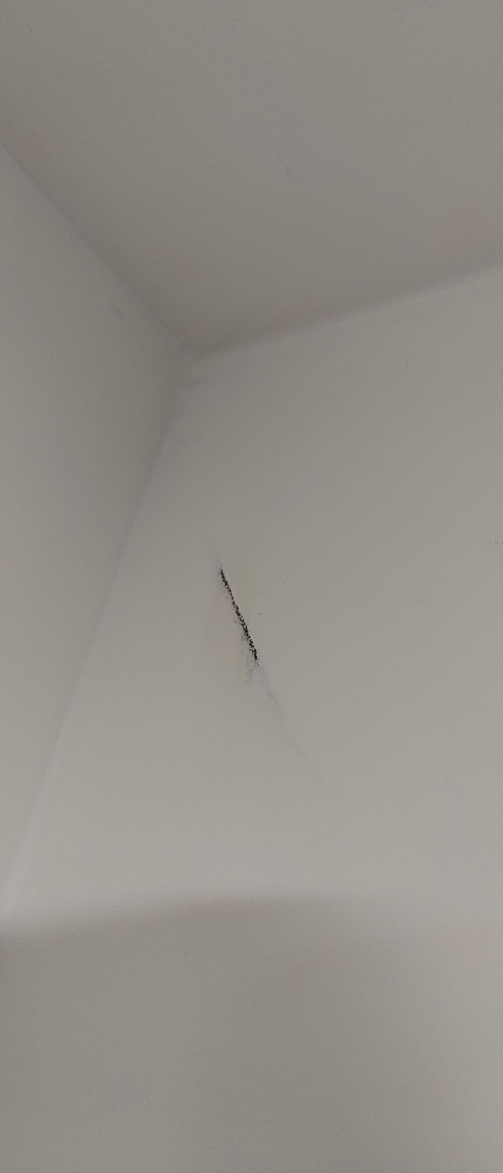 [請益] 請問家中木作附近出現這種... 是甚麼蟲？
