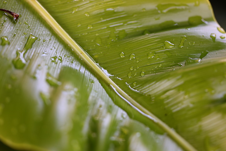 點我看大圖 Canon RF 100mm f/2.8L Macro IS USM 評測報告|散景風格任你變 微距能力傲視同級!