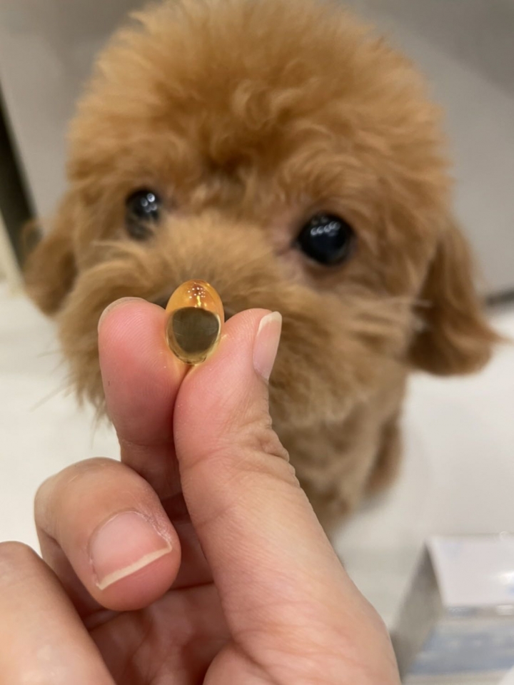 [開箱]我先幫狗狗試吃了魚油