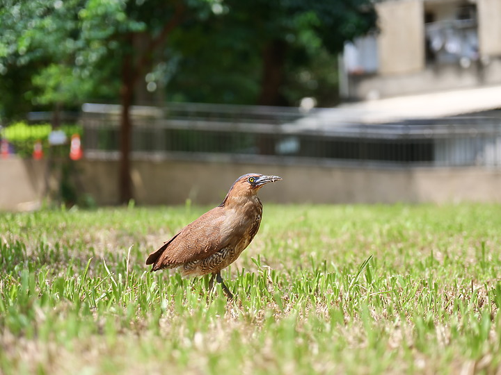 Panasonic GH5 II + Leica DG 25-50mm f/1.7 評測報告|導入 6.5 級防手震 直播流程再簡化!