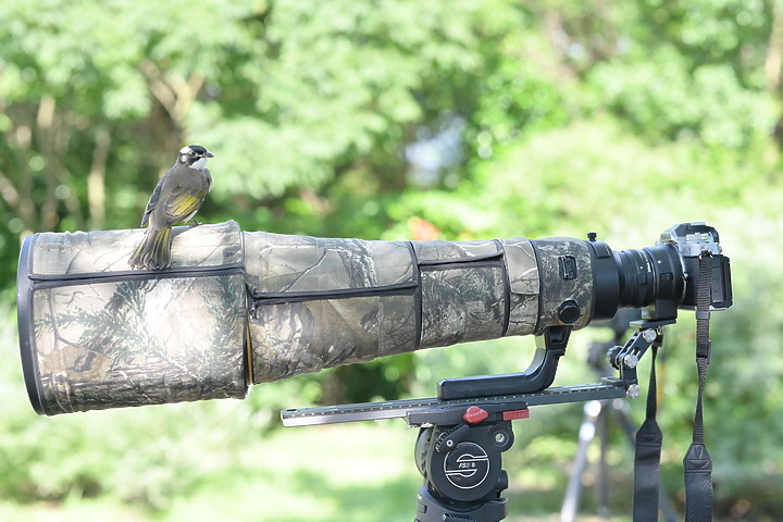 點我看大圖 Nikon Z fc+600mm+1.4X長喙天蛾,非常親近人的白頭翁亂入。