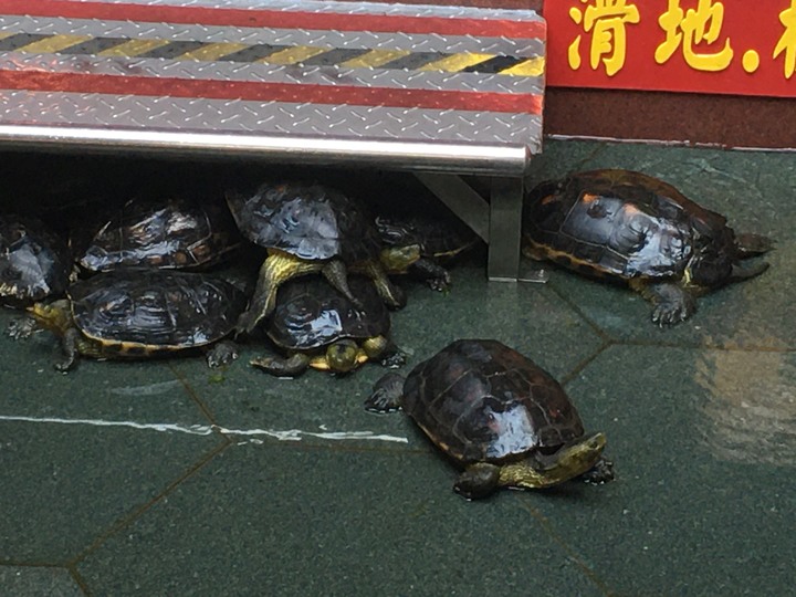 神諭義戰最終回,騎遊玉井(噍吧哖)