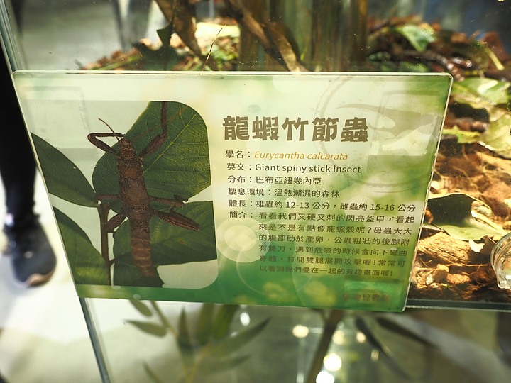 台灣昆蟲館 — 親身體驗奇妙的「蟲蟲世界」，新竹公園內特色景點之二