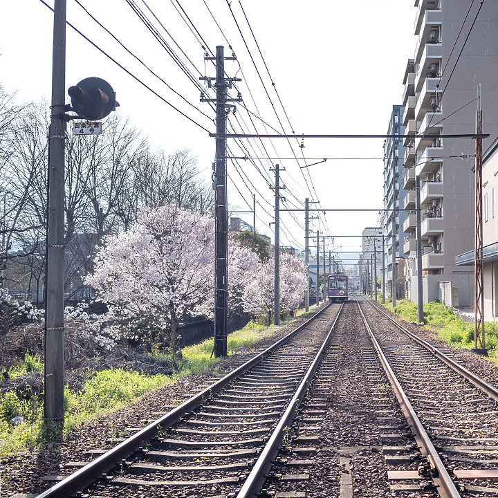 【A7RIV】2021京都的生活 春