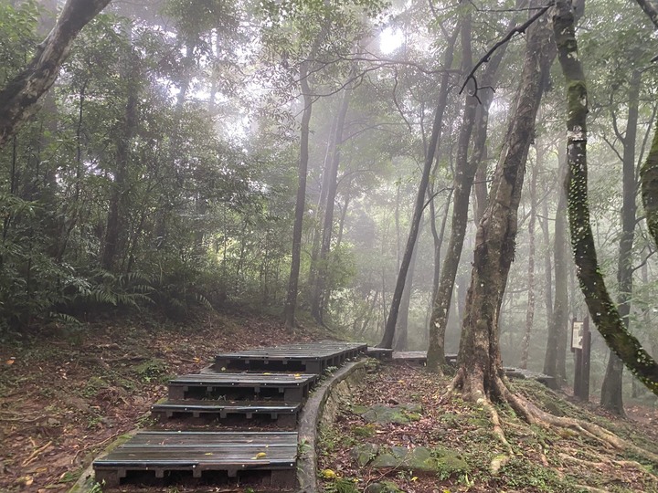 桃園復興｜東眼山自導式步道．自然生態豐富，享受柳杉林的沐浴